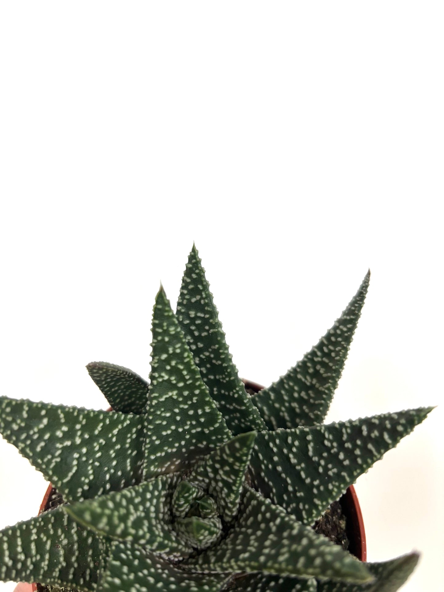 Gasterhaworthia Royal Higness