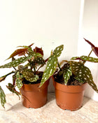 Begonia Maculata Silverspot