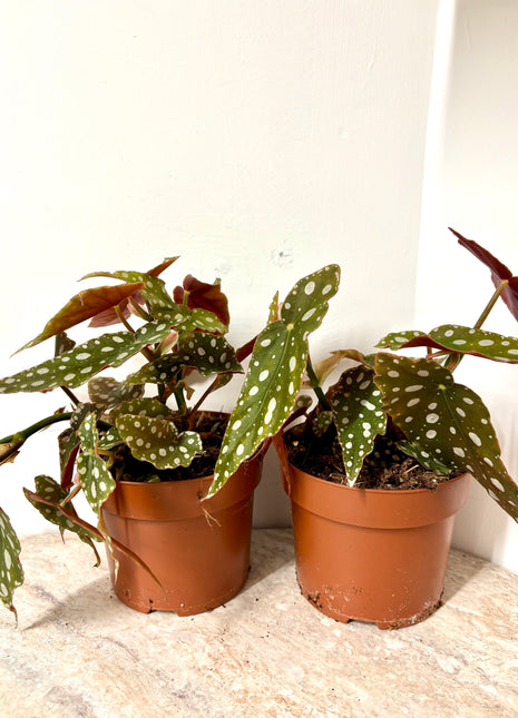 Begonia Maculata Silverspot