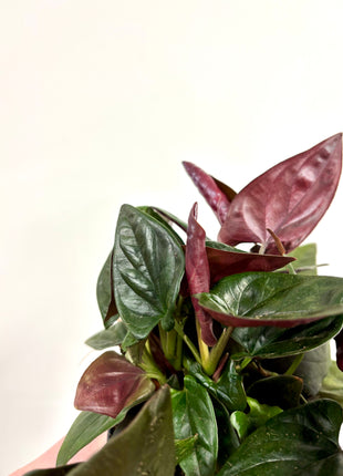 Syngonium Red Arrow