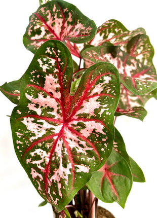 Caladium Carolyn Whorton