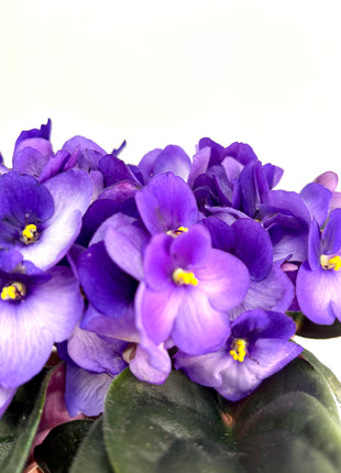 African Violet