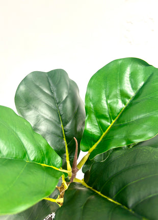 Faux Fiddle Fig