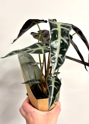 Alocasia Bambino Arrow
