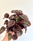 Peperomia Caperata