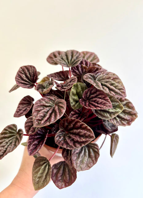 Peperomia Caperata