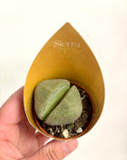 Lithops/Baby Toes/Succulents