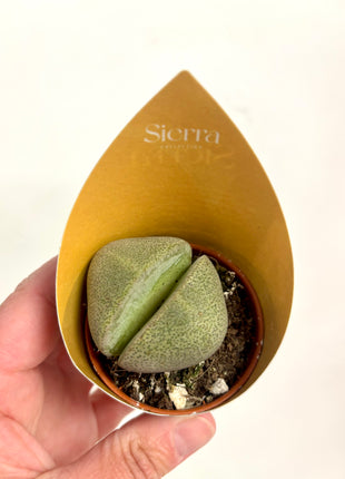 Lithops/Baby Toes/Succulents