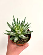 Aloe Humilis Shark