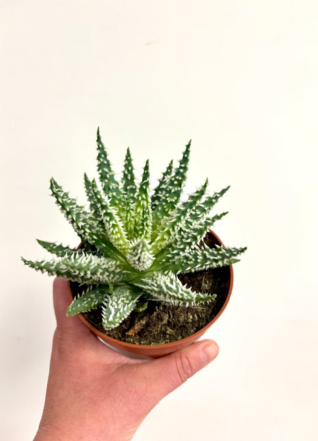Aloe Humilis Shark