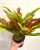 Faux Codiaeum