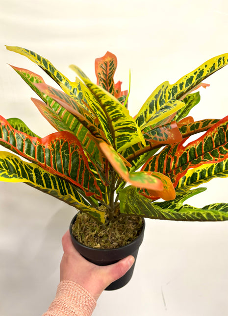 Faux Codiaeum