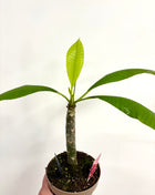 Plumeria Haw Gemengd