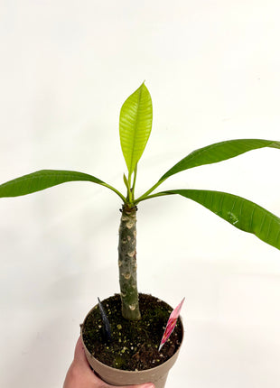 Plumeria Haw Gemengd