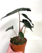 Alocasia Pink Dragon