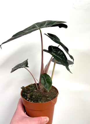 Alocasia Pink Dragon