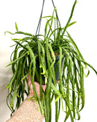 Rhipsalis Lepismium