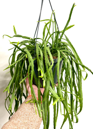 Rhipsalis Lepismium
