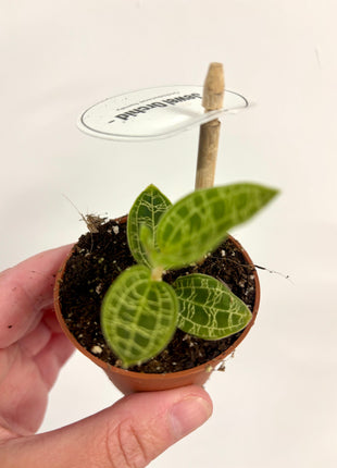 Macodes Petola/Jewel Orchid