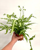 Pteris Albolineata