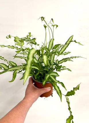 Pteris Albolineata