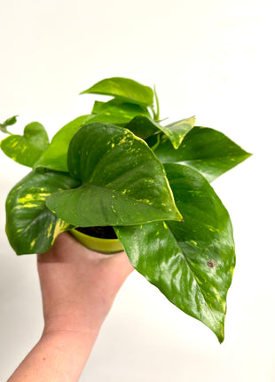 Epipremnum Aureum