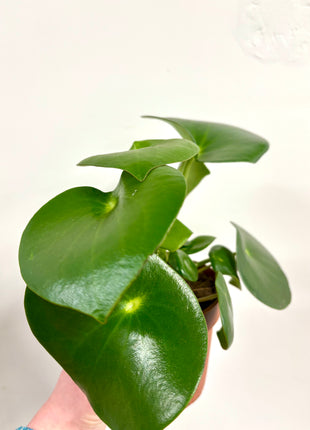 Peperomia Raindrop