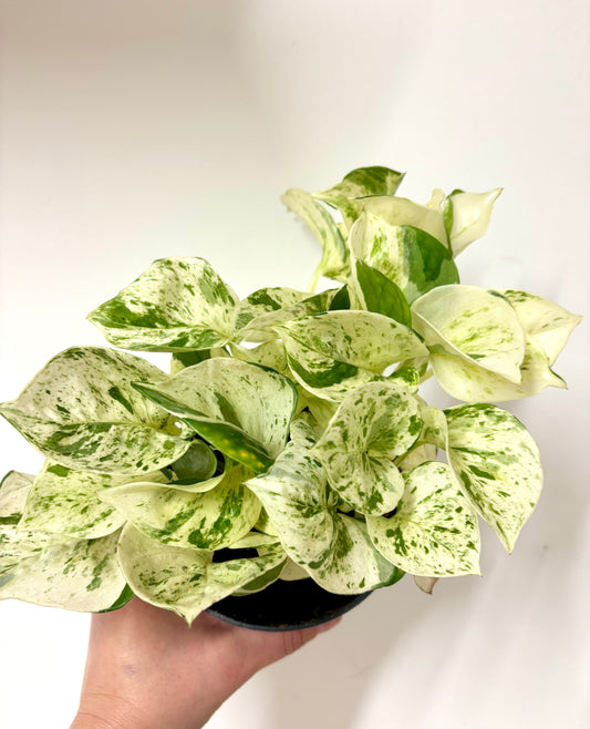 Epipremnum Happy Leaf