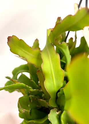 Epiphyllum Guatemalense