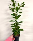 Ficus Moclame