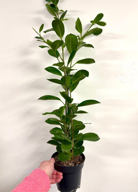 Ficus Moclame