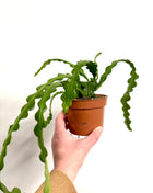Epiphyllum / Fishbone Cactus