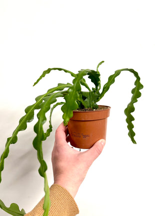 Epiphyllum / Fishbone Cactus