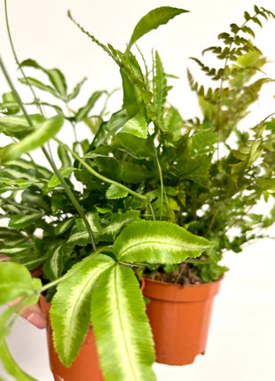 Mixed ferns