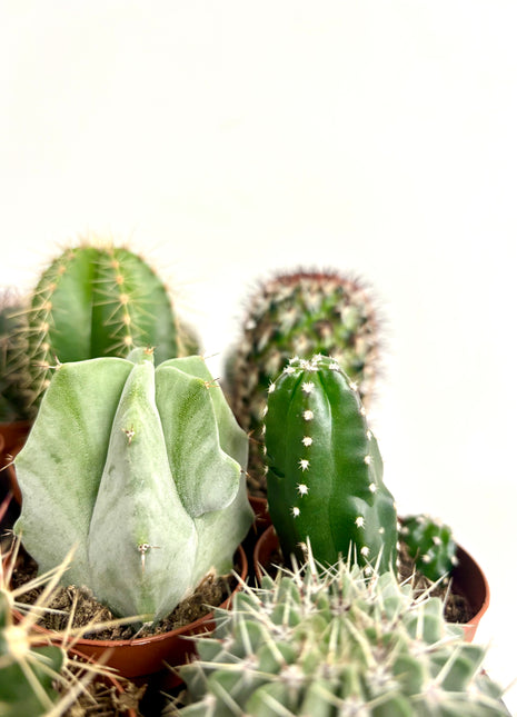 Cactus