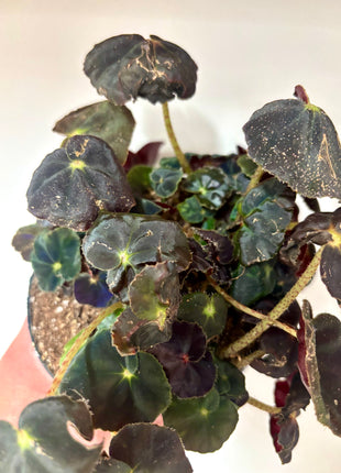 Begonia Rex Conga