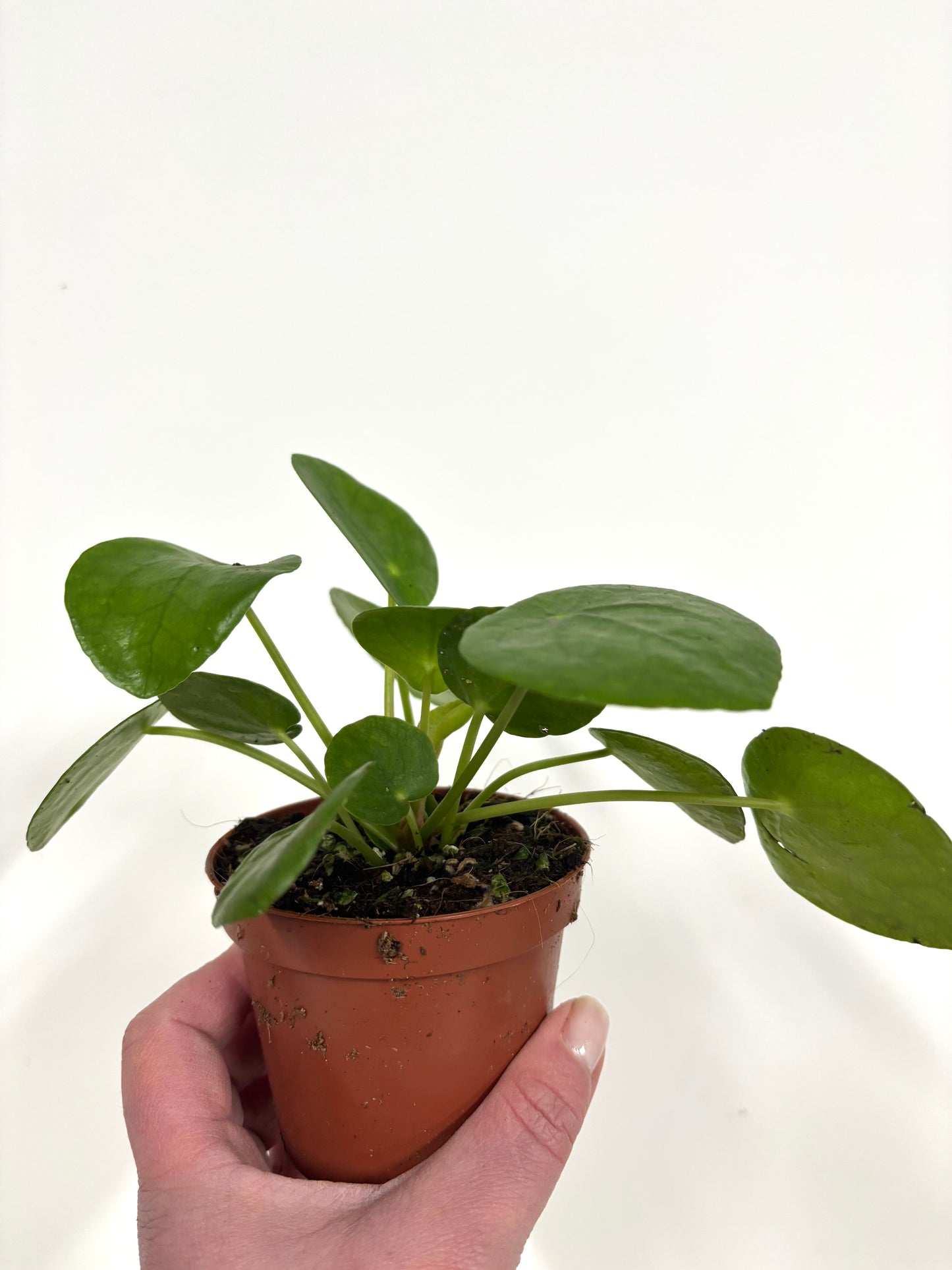 Pilea Peperomioides