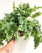 Phlebodium Davana
