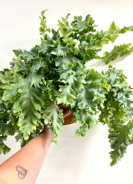 Phlebodium Davana