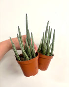 Senecio Stapeliformis