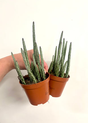 Senecio Stapeliformis