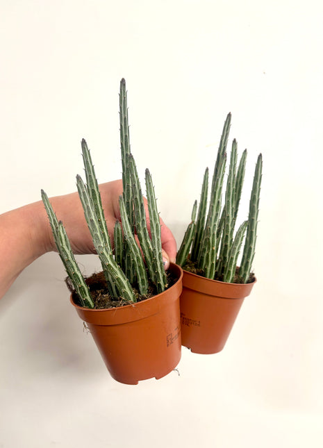 Senecio Stapeliformis