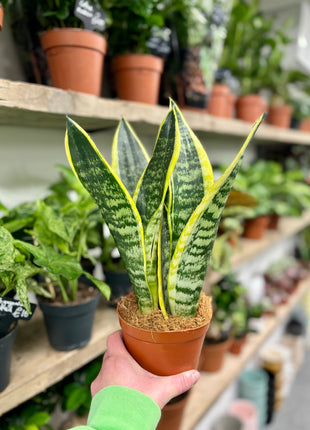 Sansevieria