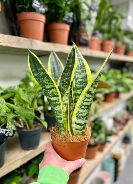 Sansevieria