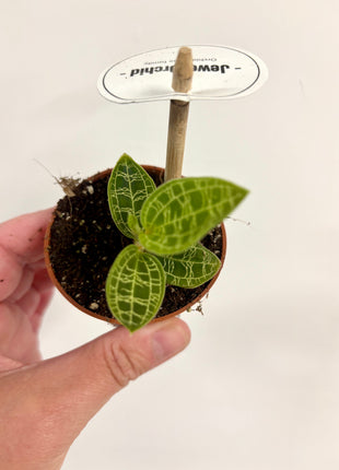 Macodes Petola/Jewel Orchid