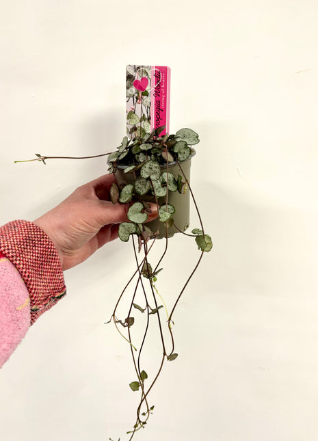 Ceropegia silver glory/string of hearts