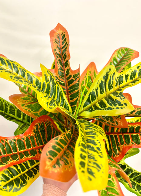 Faux Codiaeum