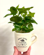 Coffea in mug