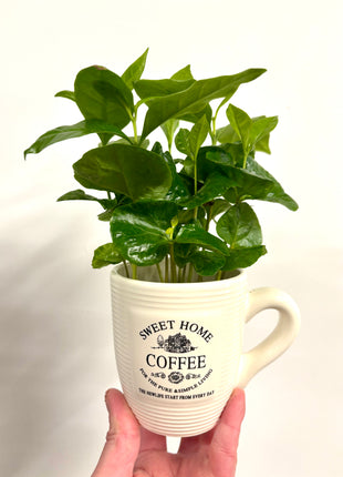 Coffea in mug