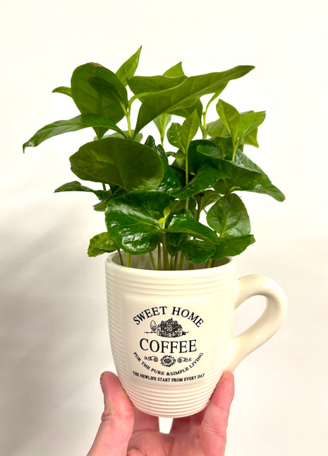 Coffea in mug